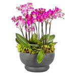 Arranjo-Cadiz---Mini-Orquideas-Pink