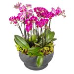 Arranjo-Cadiz---Mini-Orquideas-Pink--2-