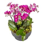 Arranjo-Cadiz---Mini-Orquideas-Pink--3-