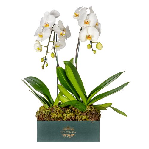 Orquídea – Magic White