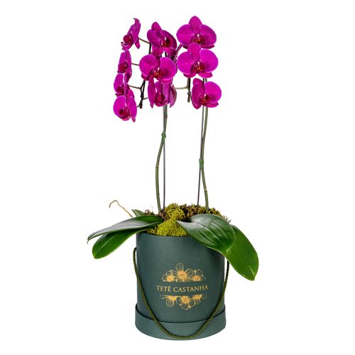 Orquídea – Lady Pink