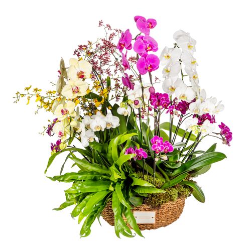 Orquídea - Picadilly