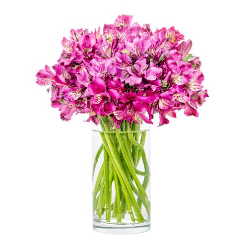 Arranjo Alstro Pink