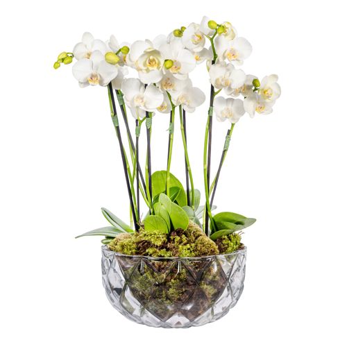 Mini Orquídea - Camden White