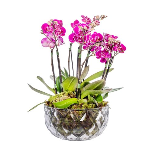 Mini Orquídea - Camden Pink
