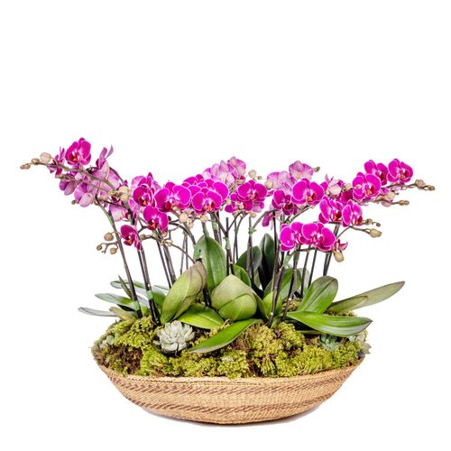 Mini Orquídea - Basket Pink