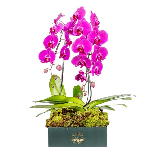 Orquídea – Magic Pink
