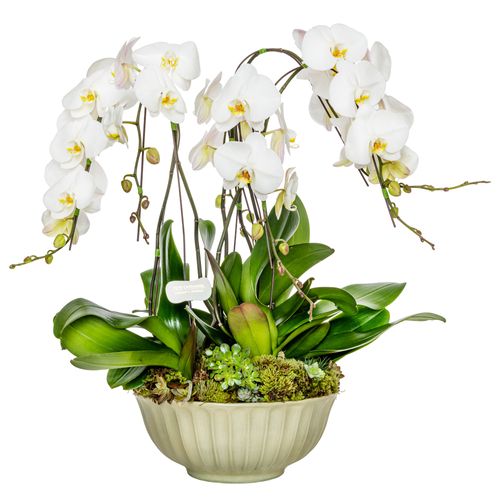 Orquídea - Lilibet White