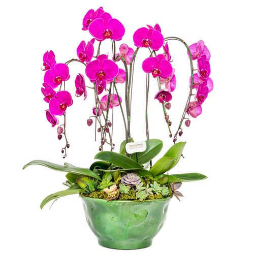 Orquídeas - Shabby Pink