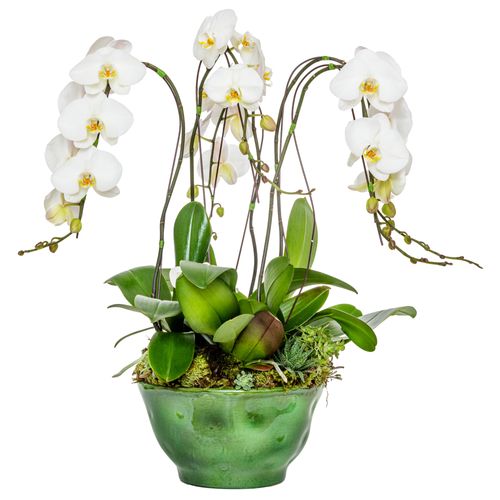 Orquídeas - Shabby White