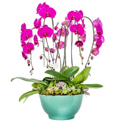 Orquídea - Daiana Pink