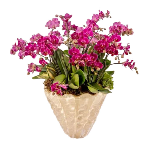 Arranjo Roma Orchidee