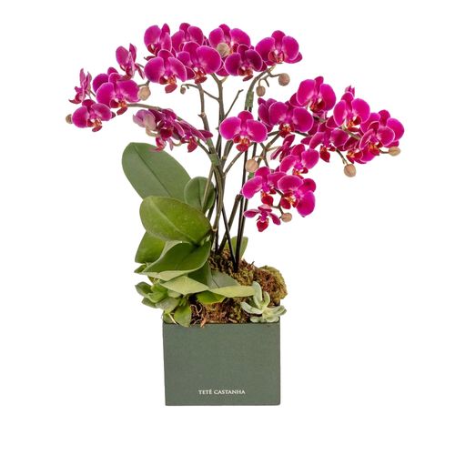 Mini Orquídea - Lady Pink
