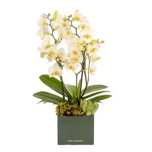 Mini Orquídea - Lady White
