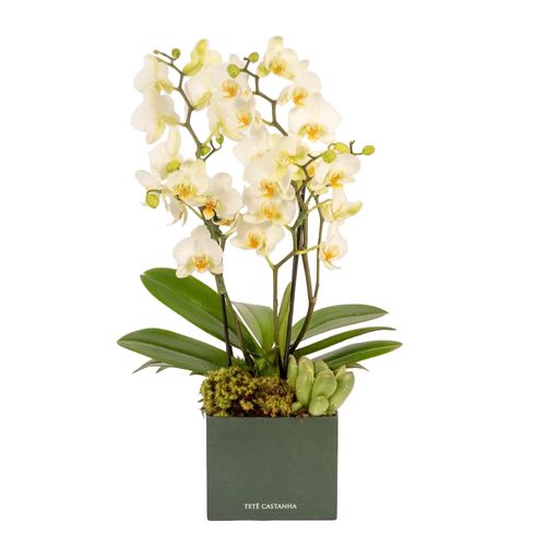 Mini Orquídea - Lady White