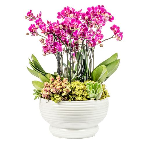 Arranjo Cadiz -  Mini Pink