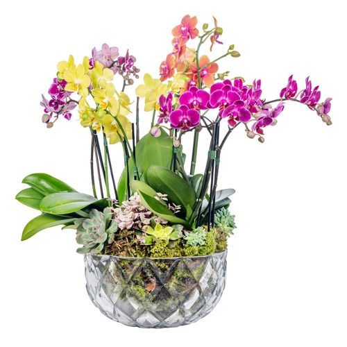 Mini Orquídea - Camden Colorful