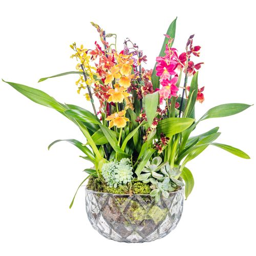 Mini Orquídea - Camden Hawaiian