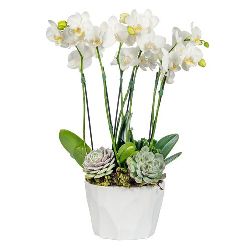 ARRANJO BILBAO - ORQUÍDEA WHITE