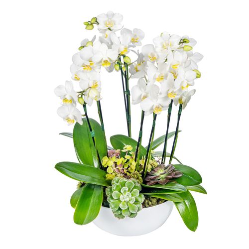 Mini Orquídea - Venice White
