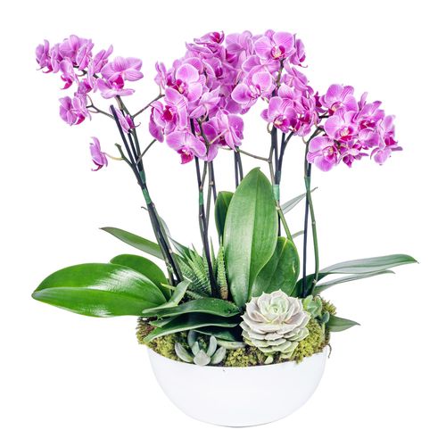 Mini Orquídea - Venice Pink