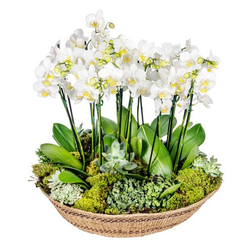 Mini Orquídea - Basket White