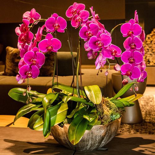 Orquídeas Cascatas - Mensal