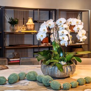 Orquídeas Cascatas - Mensal