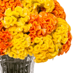 _DSC4692-1000X1000---FC