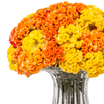 _DSC4693-1000X1000---FC