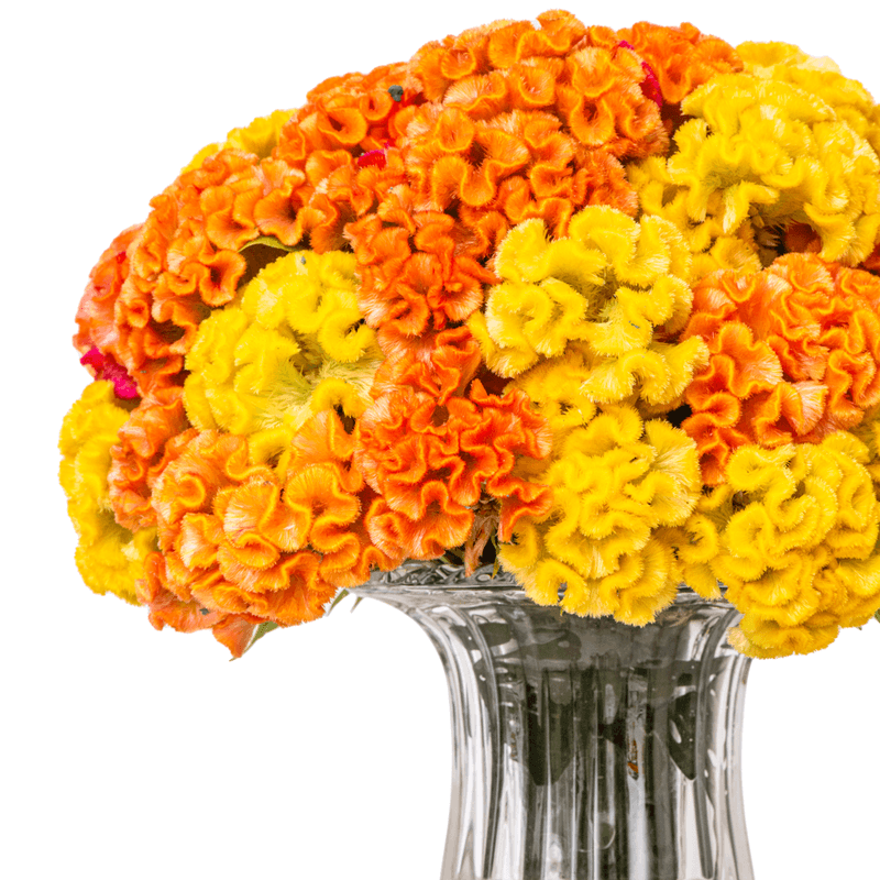 _DSC4693-1000X1000---FC