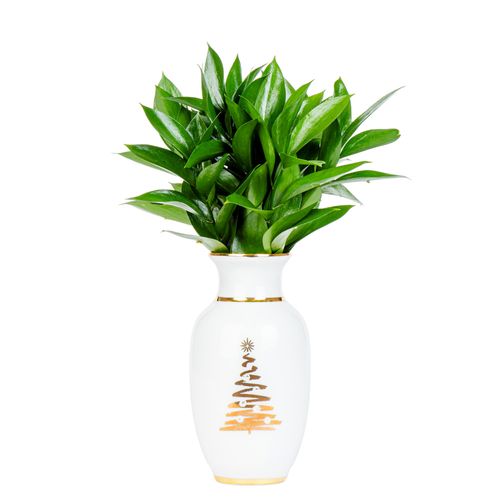 ARRANJO CHRISTMAS TREE RUSCUS