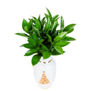 ARRANJO CHRISTMAS TREE RUSCUS