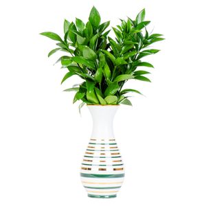VASO LISTRADO VERDE RUSCUS
