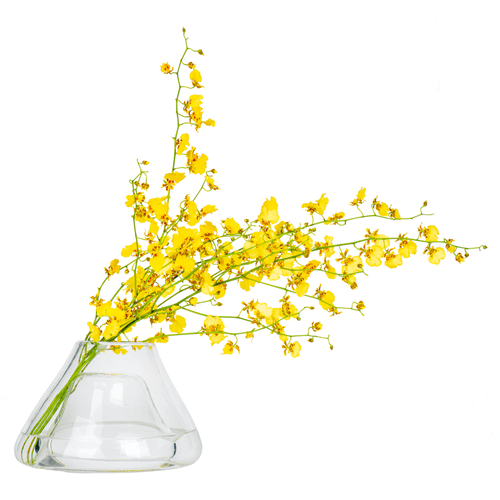CRYSTAL FLORENCE II
