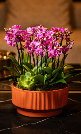 Mini Orquídeas - Mensal
