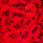 _DSC8405-1000X1000---FC
