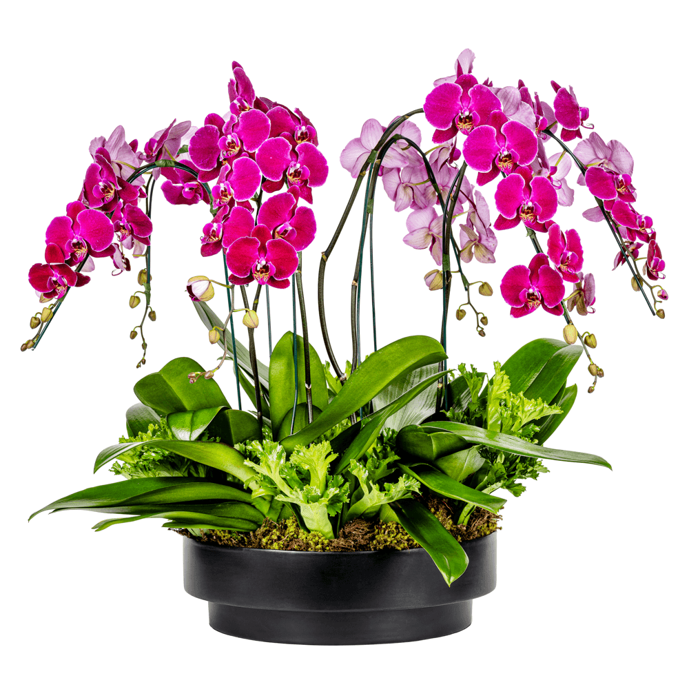 ORQUÍDEA ADORE BLACK - PINK