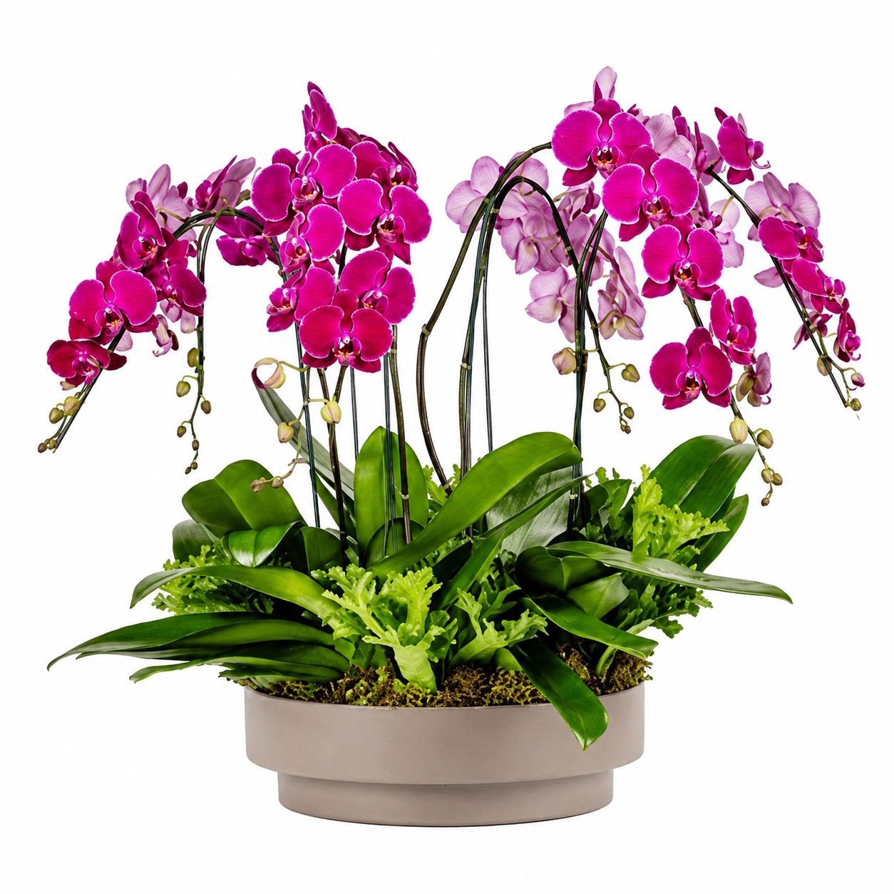 ORQUÍDEA ADORE - PINK IV